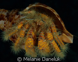 Show off!!  Yellow hairy hermit crab in Triton's Trumpet ... by Melanie Daneluk 